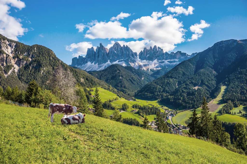 Kühe auf einer grünen Almwiese vor den Schweizer Alpen